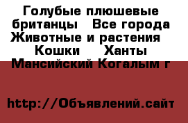 Голубые плюшевые британцы - Все города Животные и растения » Кошки   . Ханты-Мансийский,Когалым г.